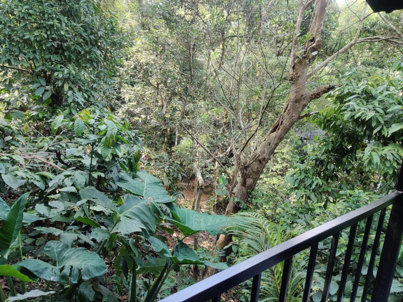 Misty Rain Estate Hotel Madikeri Bagian luar foto